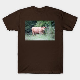 Brown Cow Nibbling On Wildflowers T-Shirt